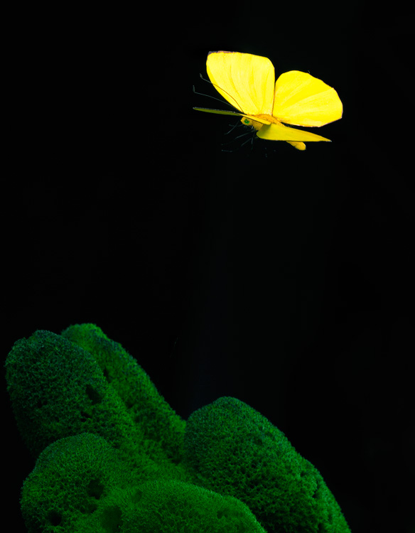 Yellow Buttercup butterfly replica model in flight, suspended with thin wire