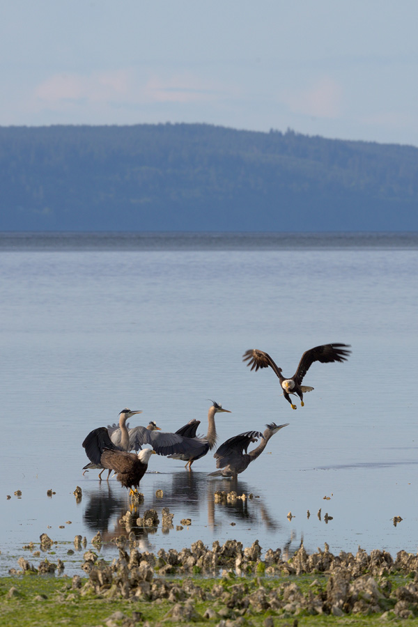 eagles and herons in action on the beach