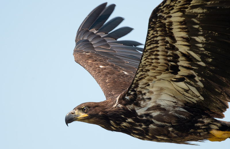 close up photograph of a young bald eagle in flight