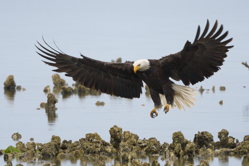 Eagle landing with wings spread wide open