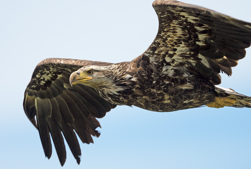 close up view of a young bald eagle in flight