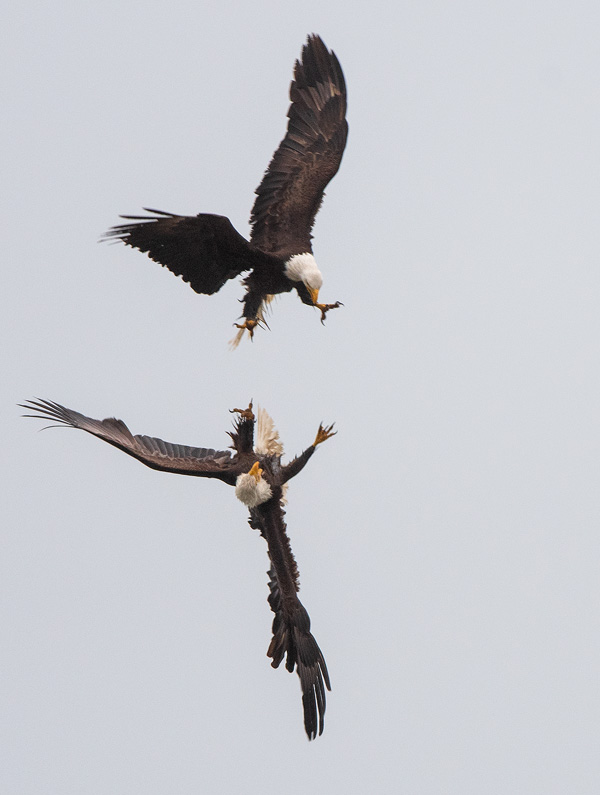 eagles mid air fighting