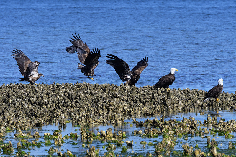 five bald eagles and a crow