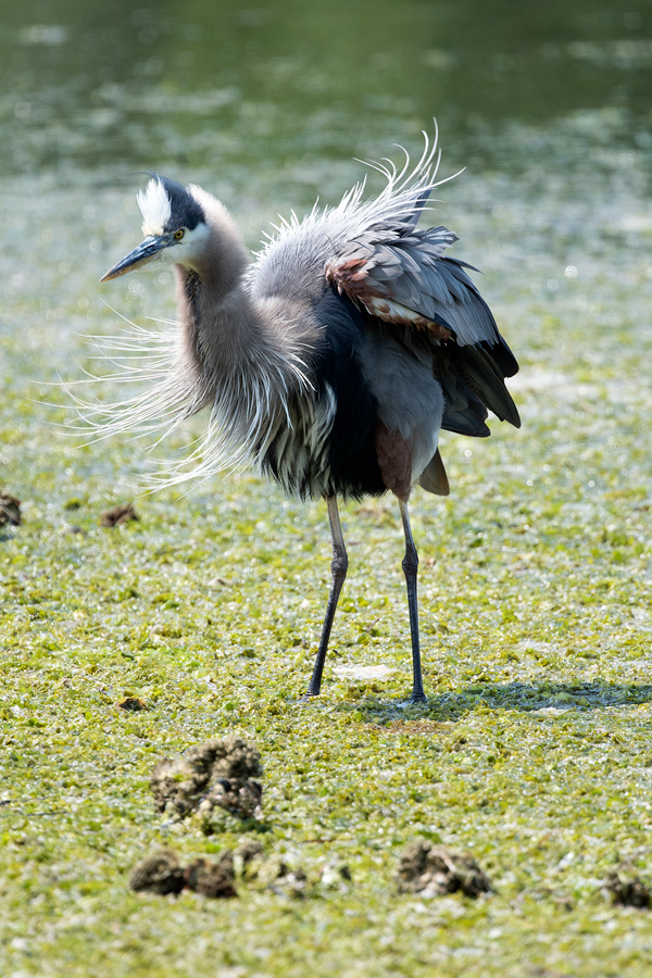 proud heron fluffing feathers