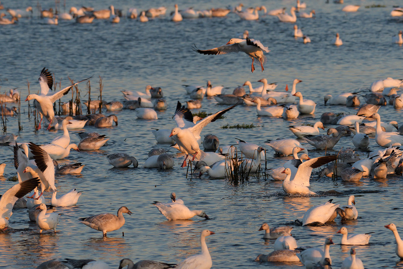 Beautiful Snow Geese