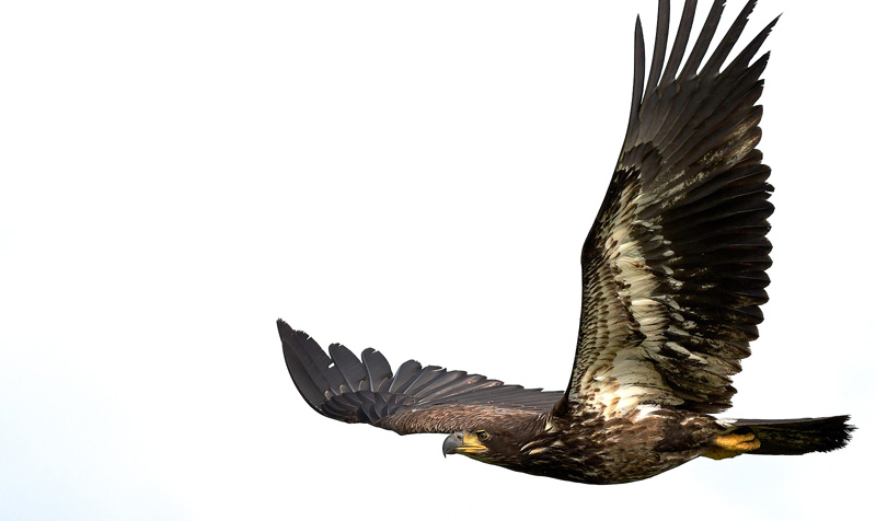 close up detail of a young juvenile bald eagle in flight