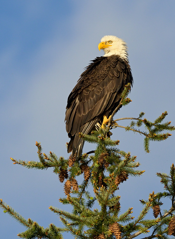 magestic bald eagle perched in a tree with sunset light