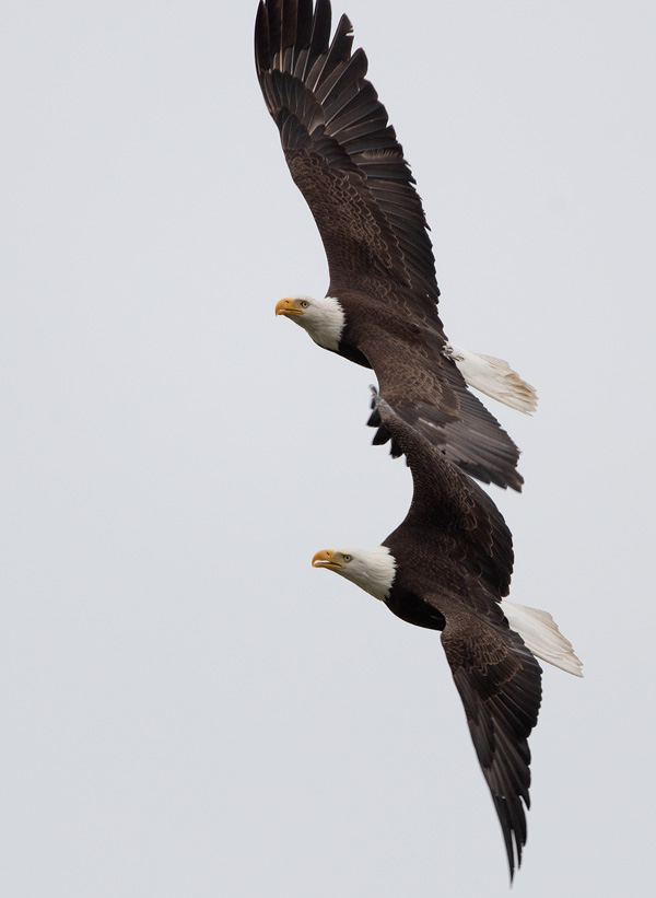 pair of eagles in flight near Gig Harbor Washington