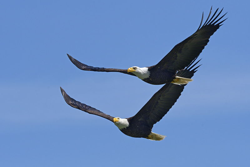 pair of bald eagles flying together