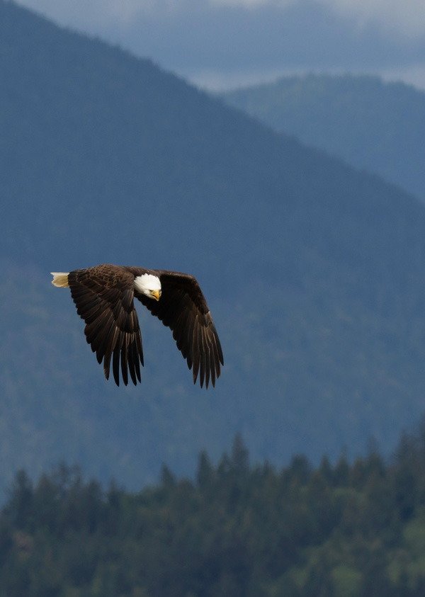 pretty bald eagle in flight with mountains behind