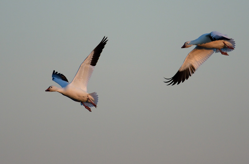 paif of arctic Snow Geese in flight