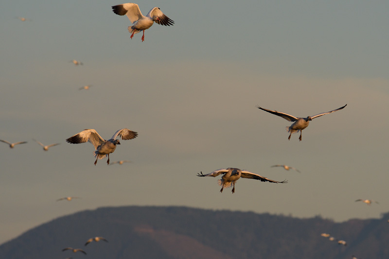 Snow Geese arive at Skagit Fir Island October 15 2017