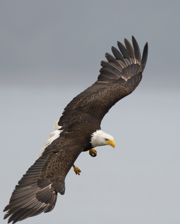 beautiful eagle in flight swooping with wings spread wide