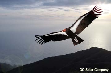 Magnificent California Condor