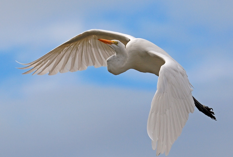 Beautiful day egret in flight