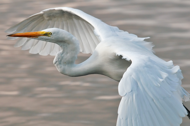 Elegant egret
