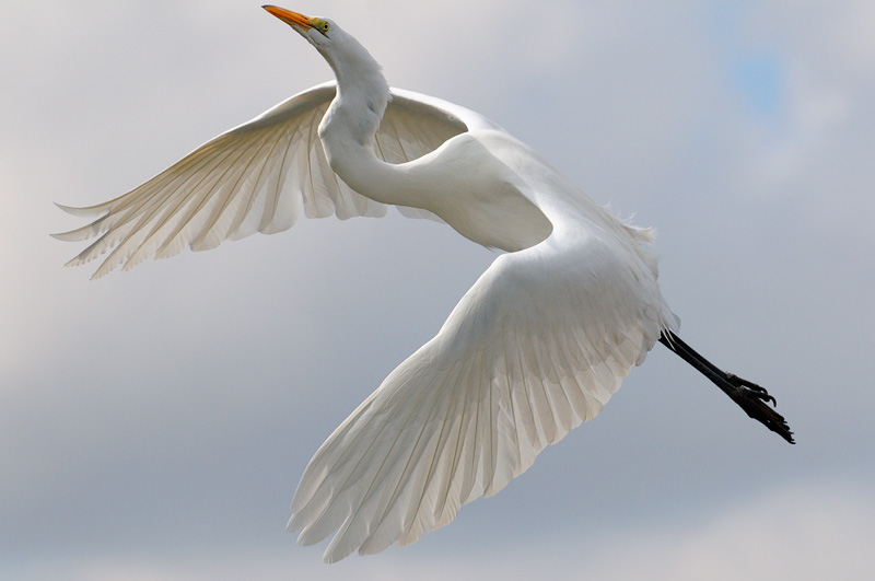 Great Egret soaring