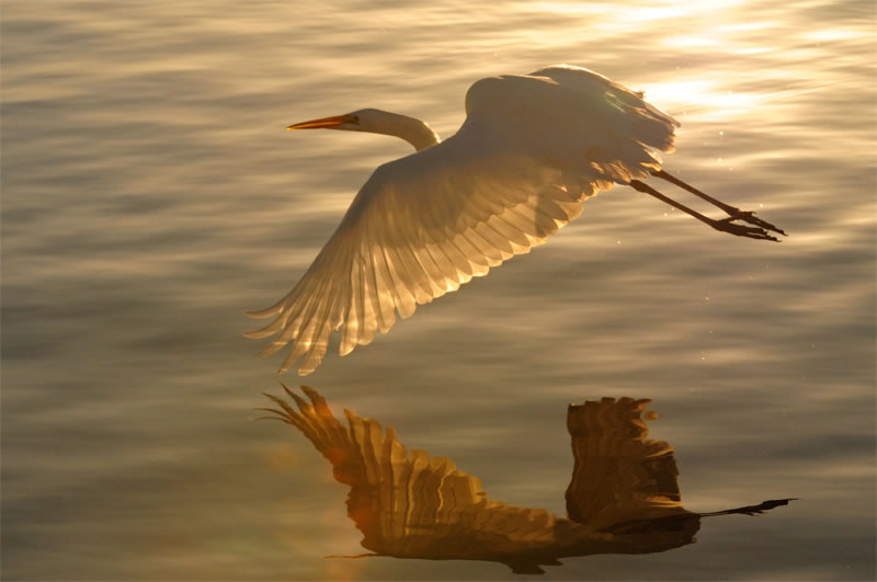 sunkissed egret