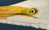 Great Egret eye