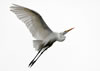 Great Egret soaring