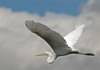 Great Egret flying away with nice clouds