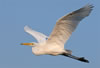 Great Egret early morning flight