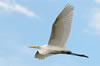 Great Egret wings wide, in flight