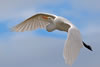 Great Egret flying in pretty skies