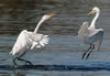 Great Egrets fighting on water