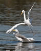 Great Egrets at play