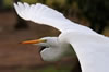 Great Egret flying in fall colors