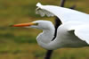 Great Egret in flight close up