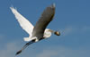 Great Egret flying away with a fish