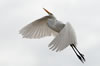 Great Egret white sky