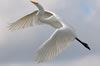 Gorgeous Great Egret in flight, just fir in the camera viewfinder