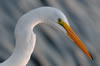 Great Egret late afternoon portrait