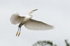 snowy Egret in flight with wings wide