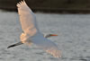 Great Egret sunset wings