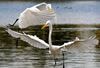 Great Egrets having fun