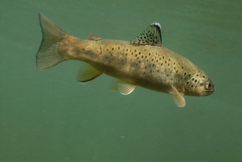 Sierra Brown trout caught, photographed and released