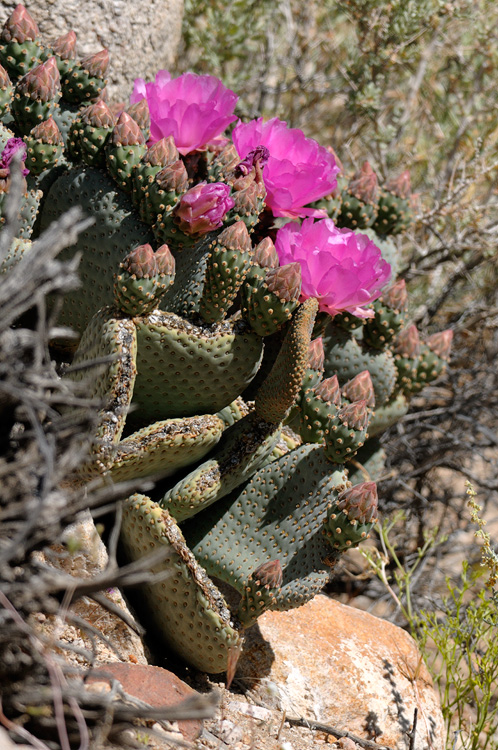 desert cactus flowers in bloom