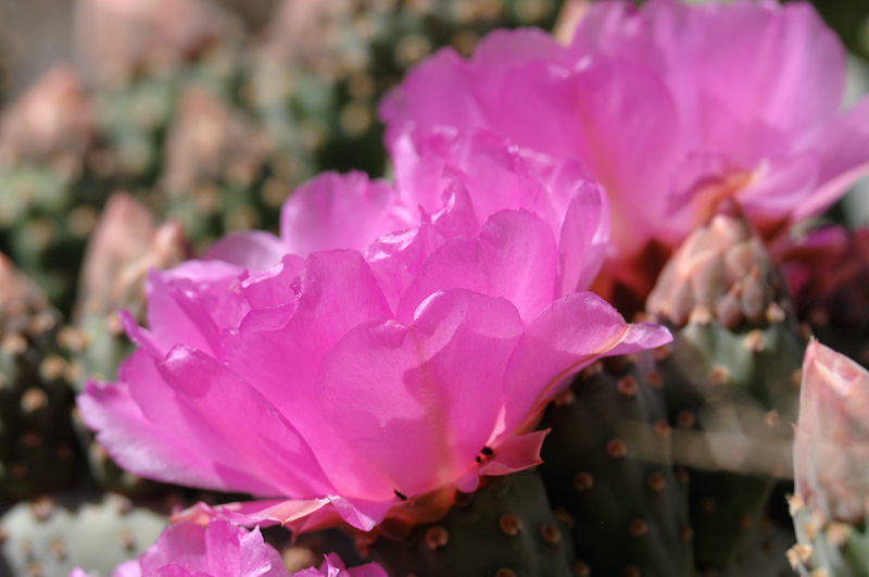 purple beavertail cactus blossoms