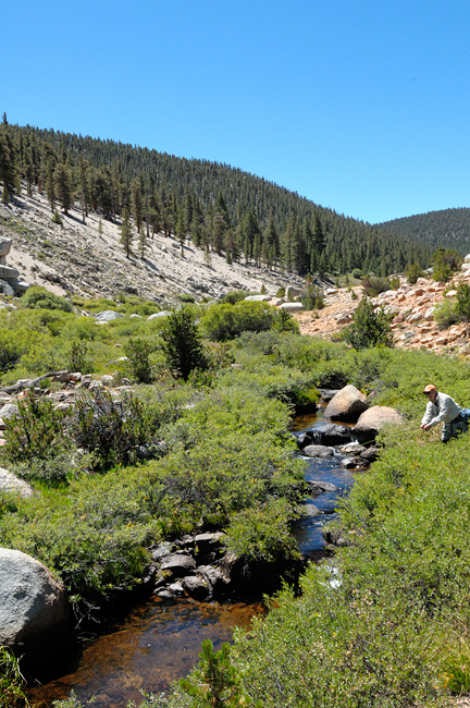 Fly fishing a beautiful Sierra alpine stream for golden trout