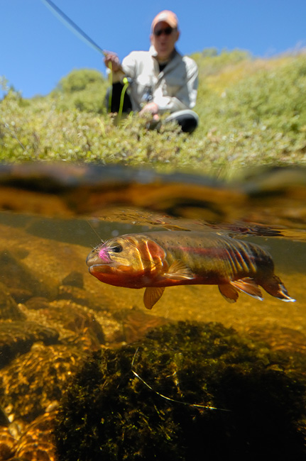 Beautiful golden trout on the line