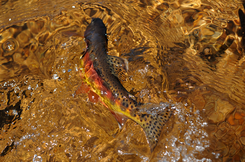 Catch and release fly fishing for California Golden Trout - release