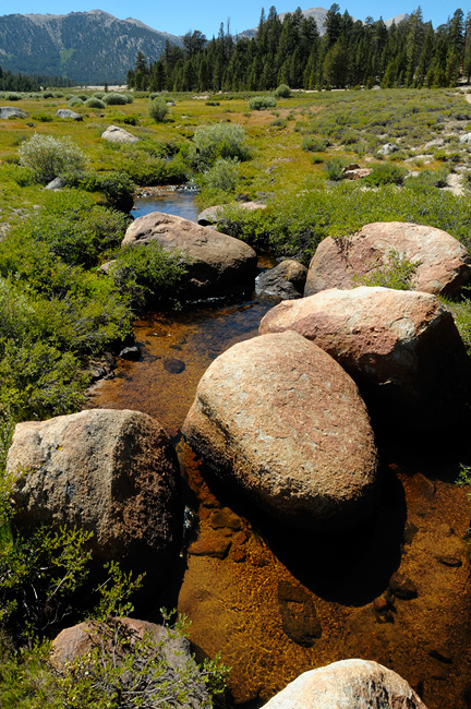 Golden Trout Stream