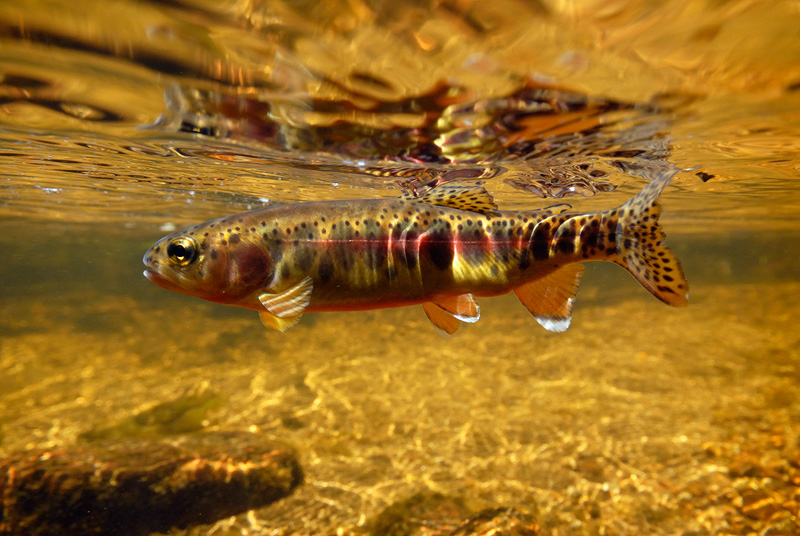 California Golden Trout underwater black and white fly fishing photography