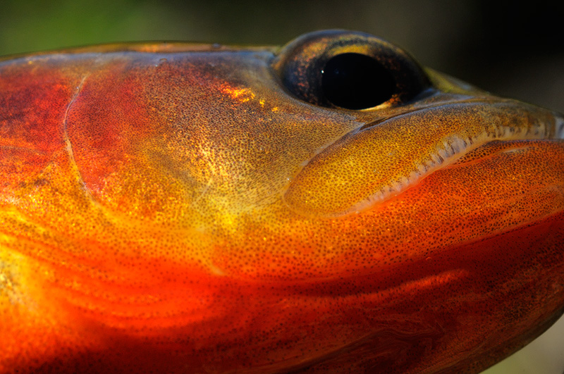 macro close up photo of a gorgeous red-faced golden trout