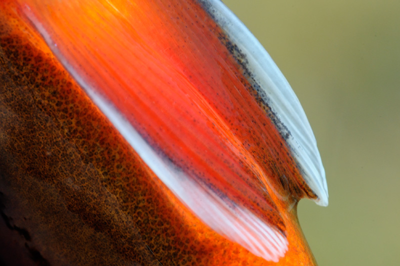 White tipped Golden Trout fins and a flame red belly