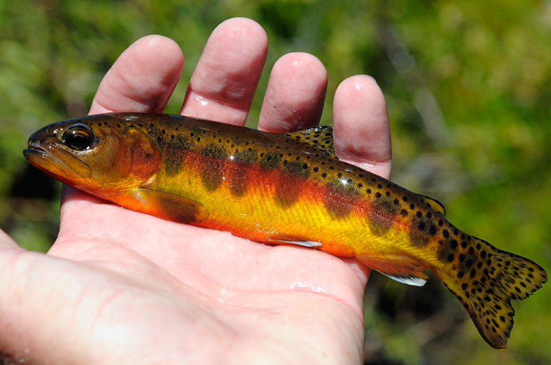 Beautifully colored California Golden Trout